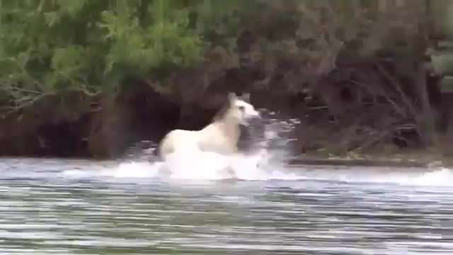 جنگ جانانه اسب ها