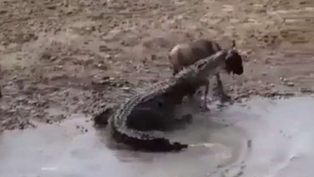 غافل گیر شدن گوزن یالدار و حمله کروکودیل