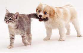 صمیمیت بیش از حد دو دشمن دیرینه!