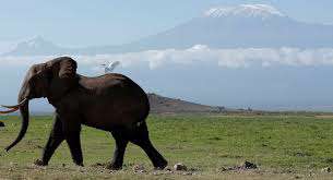 بچه فیلی که ملانیا ترامپ و محافظانش را ترساند