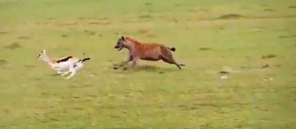 واکنش دیدنی هم نوع بچه غزال در مقابل کفتار