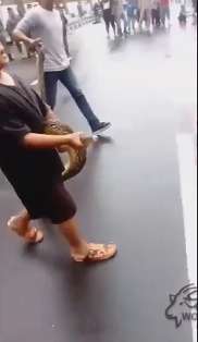 گرفتن یک مار بزرگ بدون هیچ ابزاری!