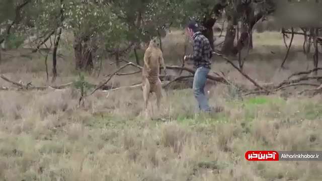 حملات عجیب و غریب حیوانات به انسان