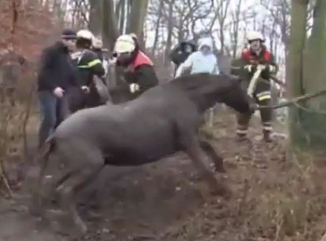 نجات اسبی که در باتلاقی از گل و لای گرفتار شده