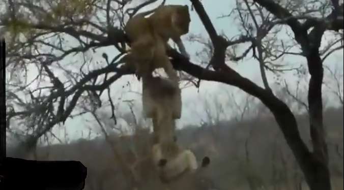 تنها خوری و واکنش گله شیرهای ماده!