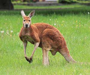 لحظه جالب تمرین کانگورو با کیسه بوکس!