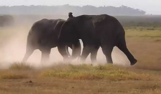 یک کلیپ مهیج از مبارزه دو فیل