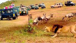 تفاوت شکار شیر نر و ماده