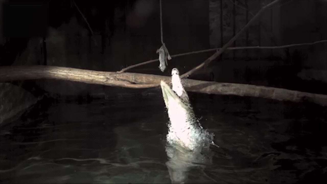 صحنه هایی آهسته از یورش بردن کروکودیل ها به غذا