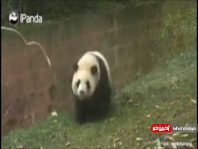 تربیت کودکان به شیوه پانداها