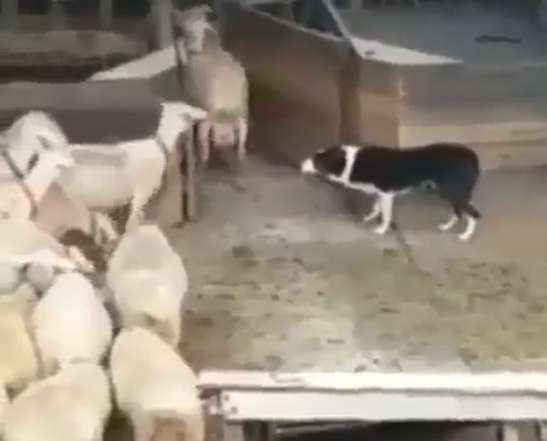 حساب بردن جالب گوسفندها از سگ گله!