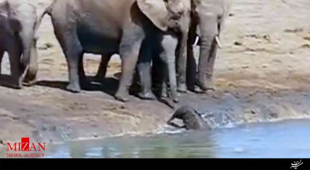 تلاش فیل‌های بزرگ برای نجات فیل کوچک!