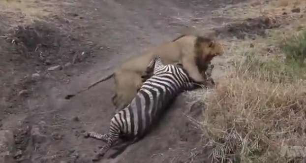 قدرت نمایی شیر را در این کلیپ ببینید