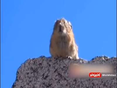 صداگذاری بسیار جالب بر روی این حیون بامزه!