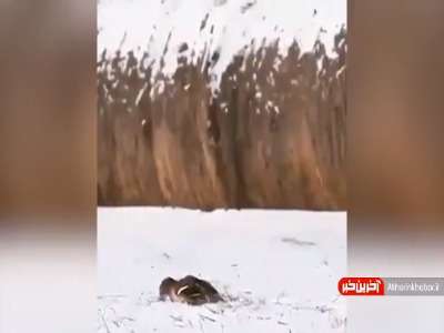 سرعت عمل شاهین در شکار خرگوش!