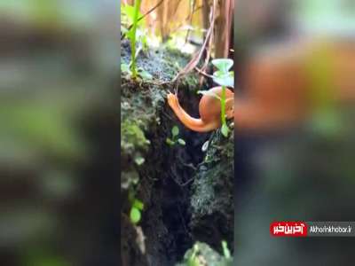 حرکت خارق‌العاده حلزون برای رد شدن از پرتگاه