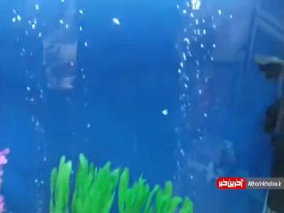 حمله «اسکار» به «پنکوس شکاری»