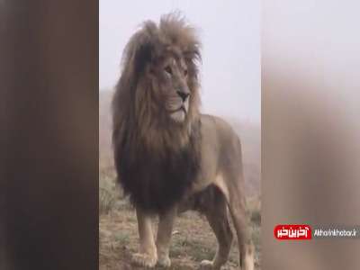 سلطان خسته اس، میفهمی خسته!