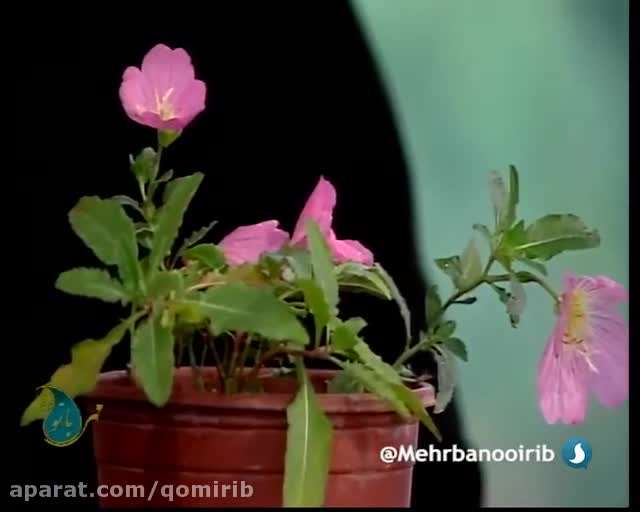 پرورش و نگهداری گل مغربی