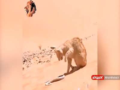 درگیری مار زنگی با گربه وحشی