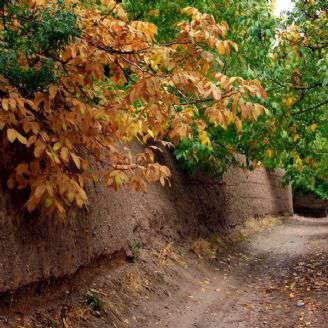 آهنگ محلی/ 'پاییز زرد' را با نوای دل انگیز کُردی بشنویم