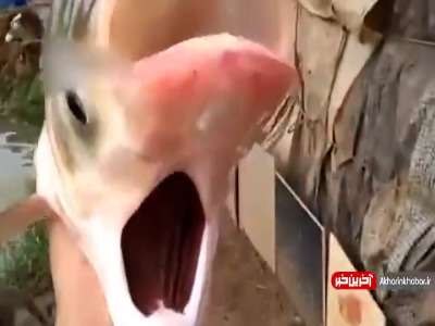 یک ماهی عجیب الخلقه که دو دهان دارد!