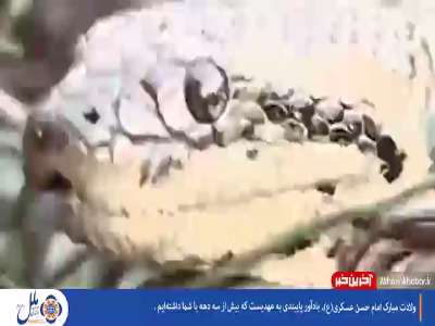 کشتی گرفتن ۵ پلیس با مار پایتون غول‌پیکر