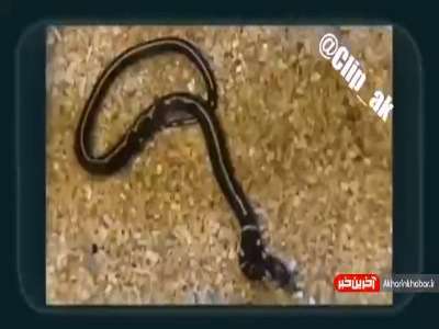 تا به حال مار دوسر دیده اید؟