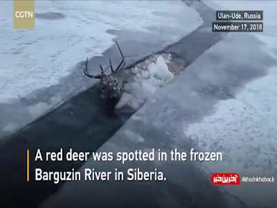 نجات گوزن قرمز از رودخانه یخ زده در سیبری