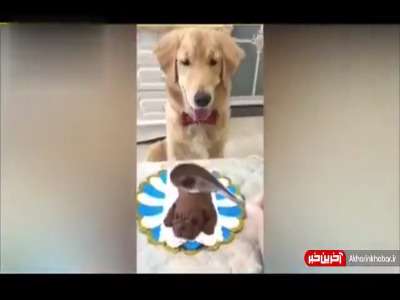 حیوان آزاری برای خندیدن