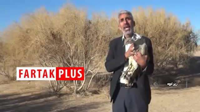 انقراض پرنده ۲۰ میلیون تومانی در کویر‌های ایران