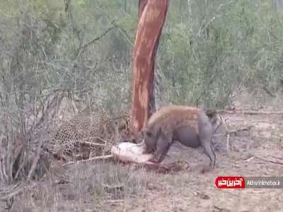 کشاکش بین کفتار و پلنگ سر یک لاشه