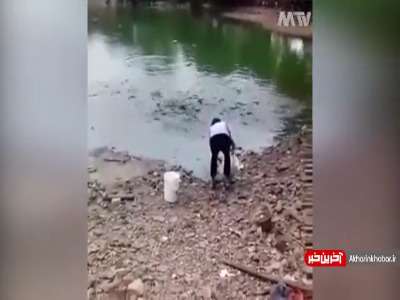 هجوم حیرت انگیز ماهی ها برای خوردن غذا