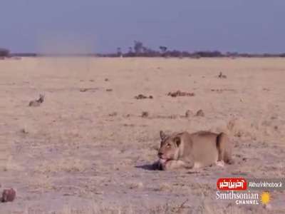 شکار غافلگیر کننده ماده‌ شیر زیرک