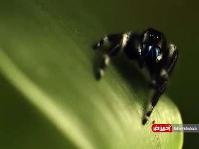 لحظه شکار مگس توسط عنکبوت!