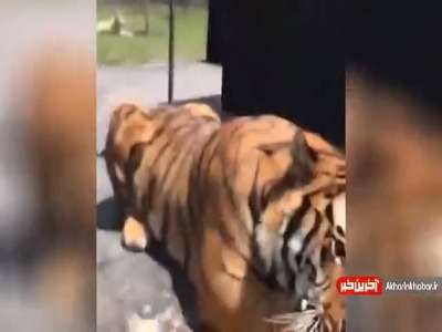 ابهت ببر در قفس