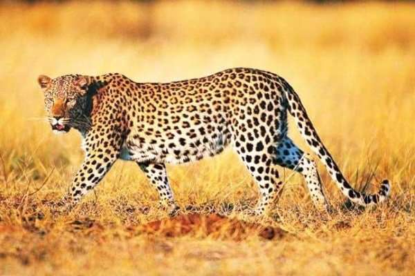 پلنگ استاد استتار