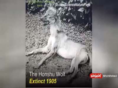 حیواناتی که توسط انسان ها منقرض شدند