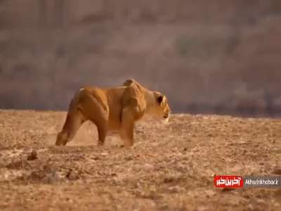 شیر ثابت کرد که بیخود سلطان جنگل نشده!