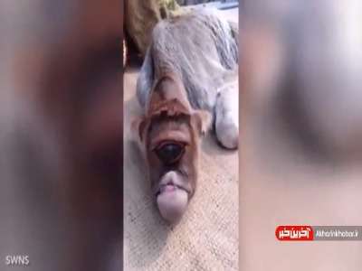 گوساله عجیبی که پرستش می شود!