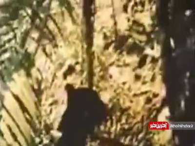 شکار ماهی بزرگ توسط جگوار سیاه