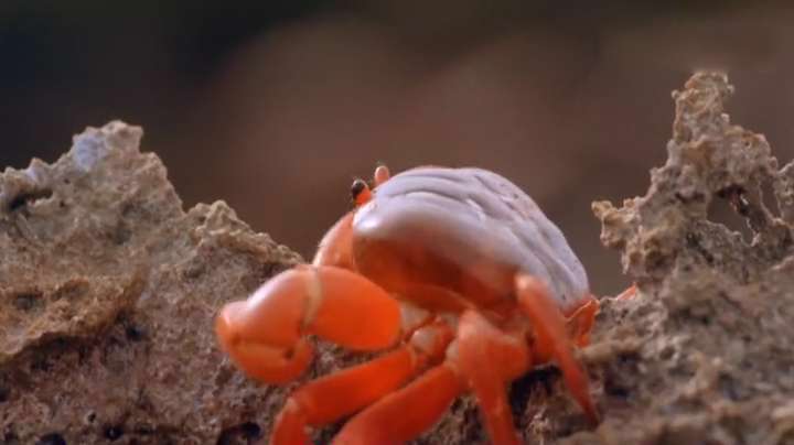 صحنه هایی زیبا از زندگی خرچنگ ها