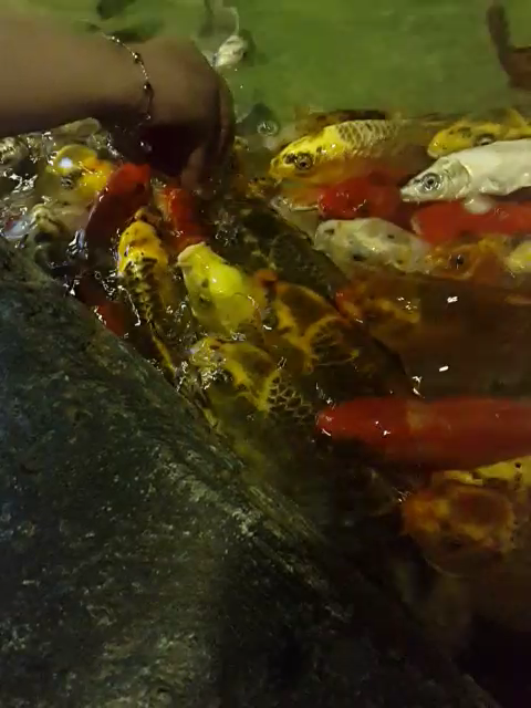 غذا خوردن ماهی