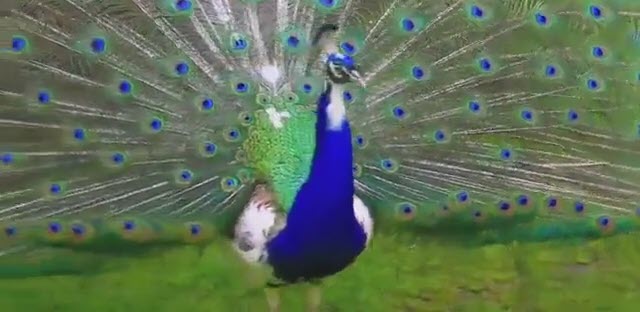 کلیپی بسیار زیبا از طاووس