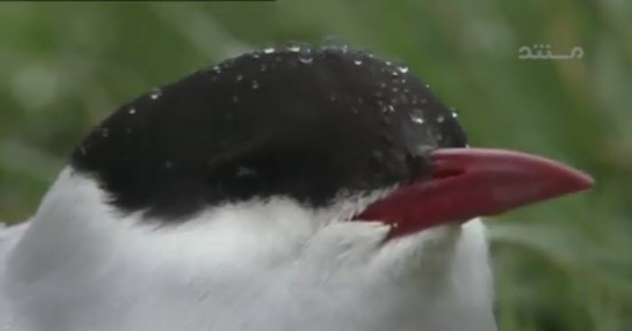 مستند پادشاهی