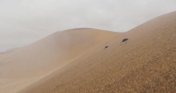 بالا رفتن سوسک از تپه ماسه ای