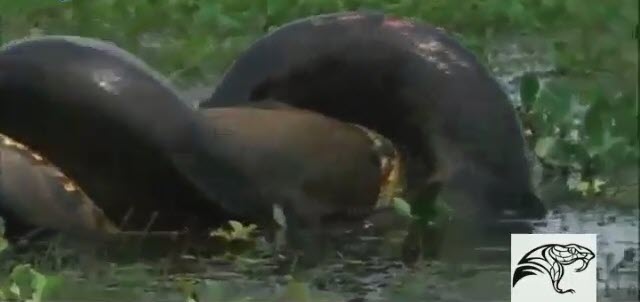 مار بزرگ جونده بزرگ را می خورد