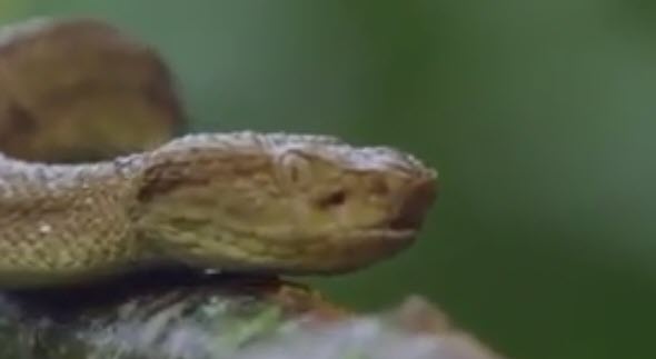 جزیره مارها