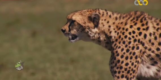 مستند یوزپلنگ وحشی