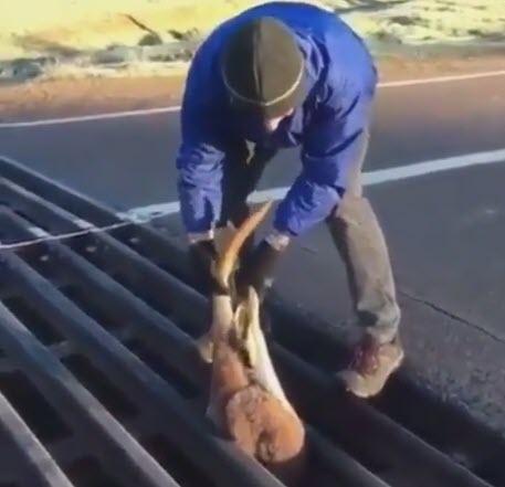 گیرکردن کانگورو زبون بسته